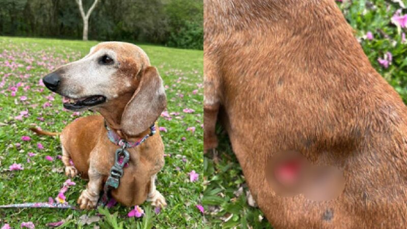 Tragédia no Barigui: Cãozinho Morre Após Ataque Brutal de Pastores Belgas Soltos
