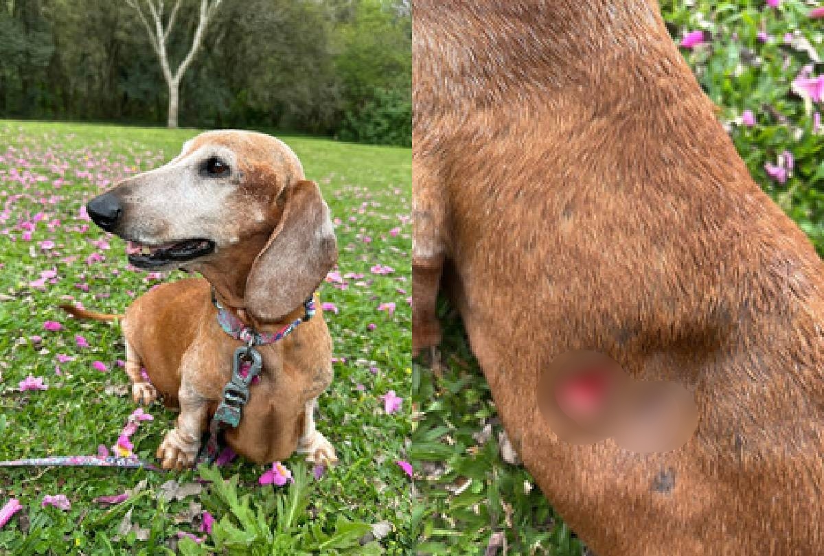 Tragédia no Barigui: Cãozinho Morre Após Ataque Brutal de Pastores Belgas Soltos