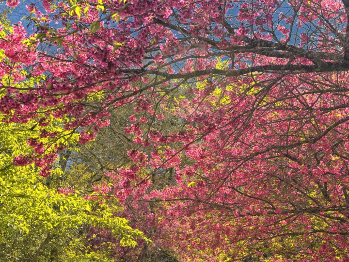 Primavera Alerta: Alergias Respiratórias Disparam com Pólen, Umidade e Calor em Guarapuava