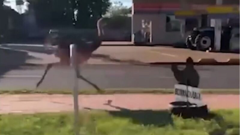Ema à Solta Agita Rotina em Assis Chateaubriand, no Paraná; Assista!