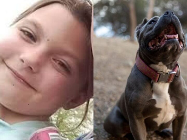 Tragédia em Yorkshire: Buldogue Mata Menina de 10 Anos Dentro de Casa
