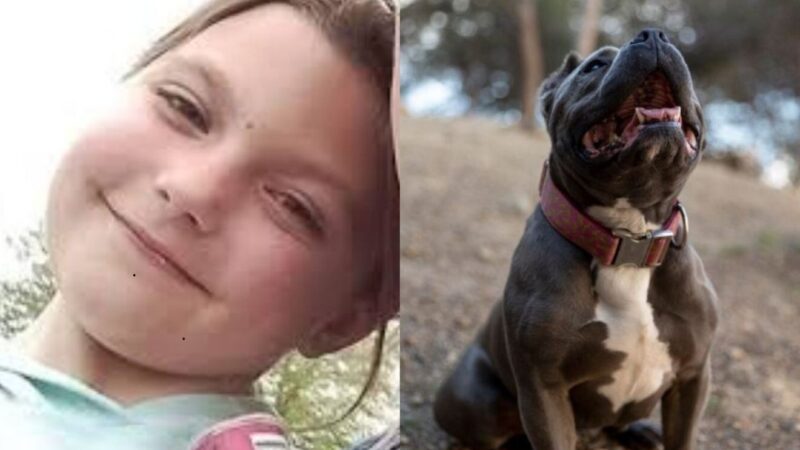 Tragédia em Yorkshire: Buldogue Mata Menina de 10 Anos Dentro de Casa