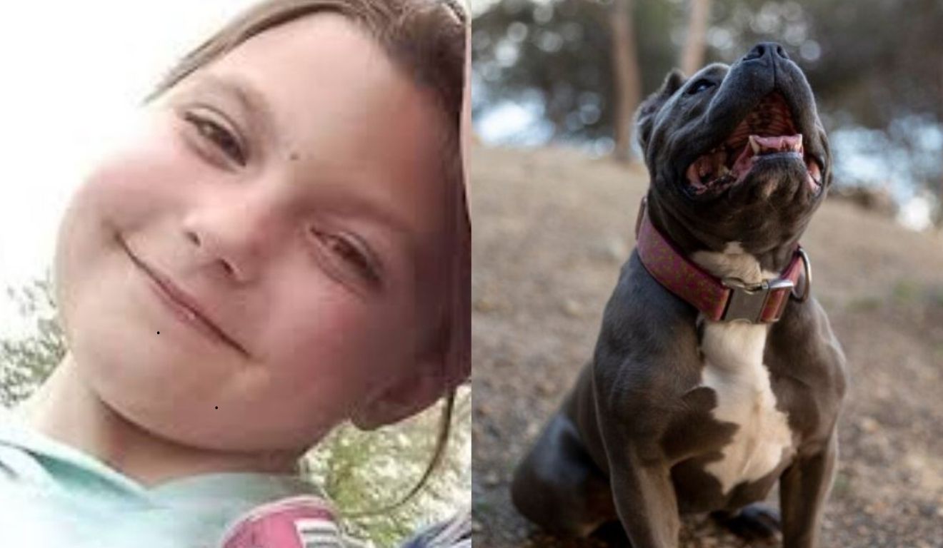 Tragédia em Yorkshire: Buldogue Mata Menina de 10 Anos Dentro de Casa