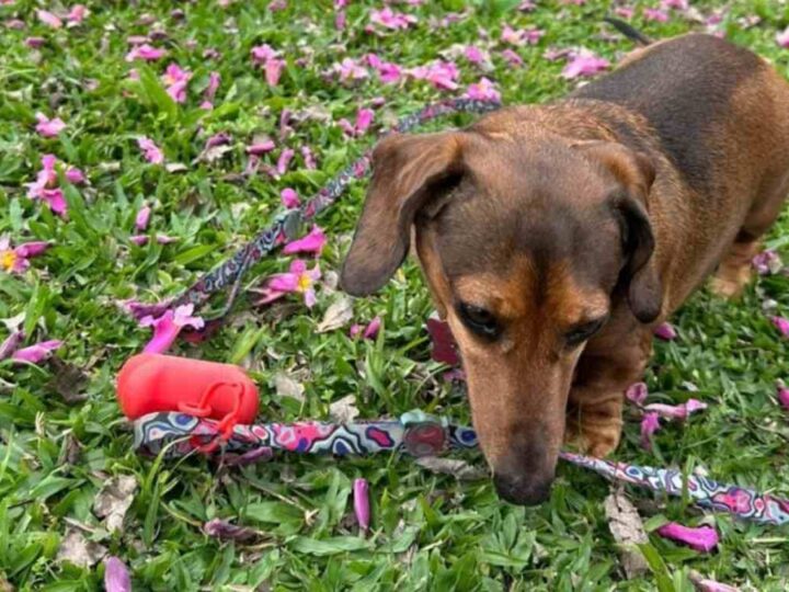 Ataque Fatal no Parque Barigui: Cães Soltos Matam Dachshund e Indignação Toma Conta