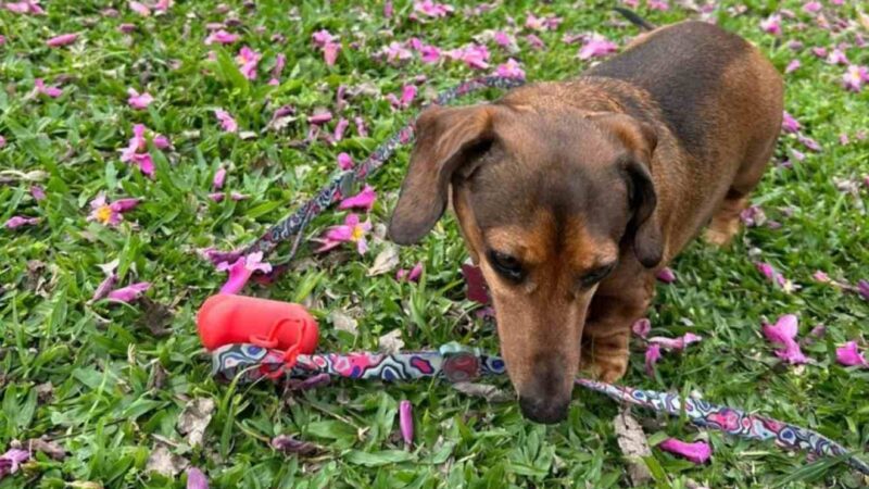 Ataque Fatal no Parque Barigui: Cães Soltos Matam Dachshund e Indignação Toma Conta