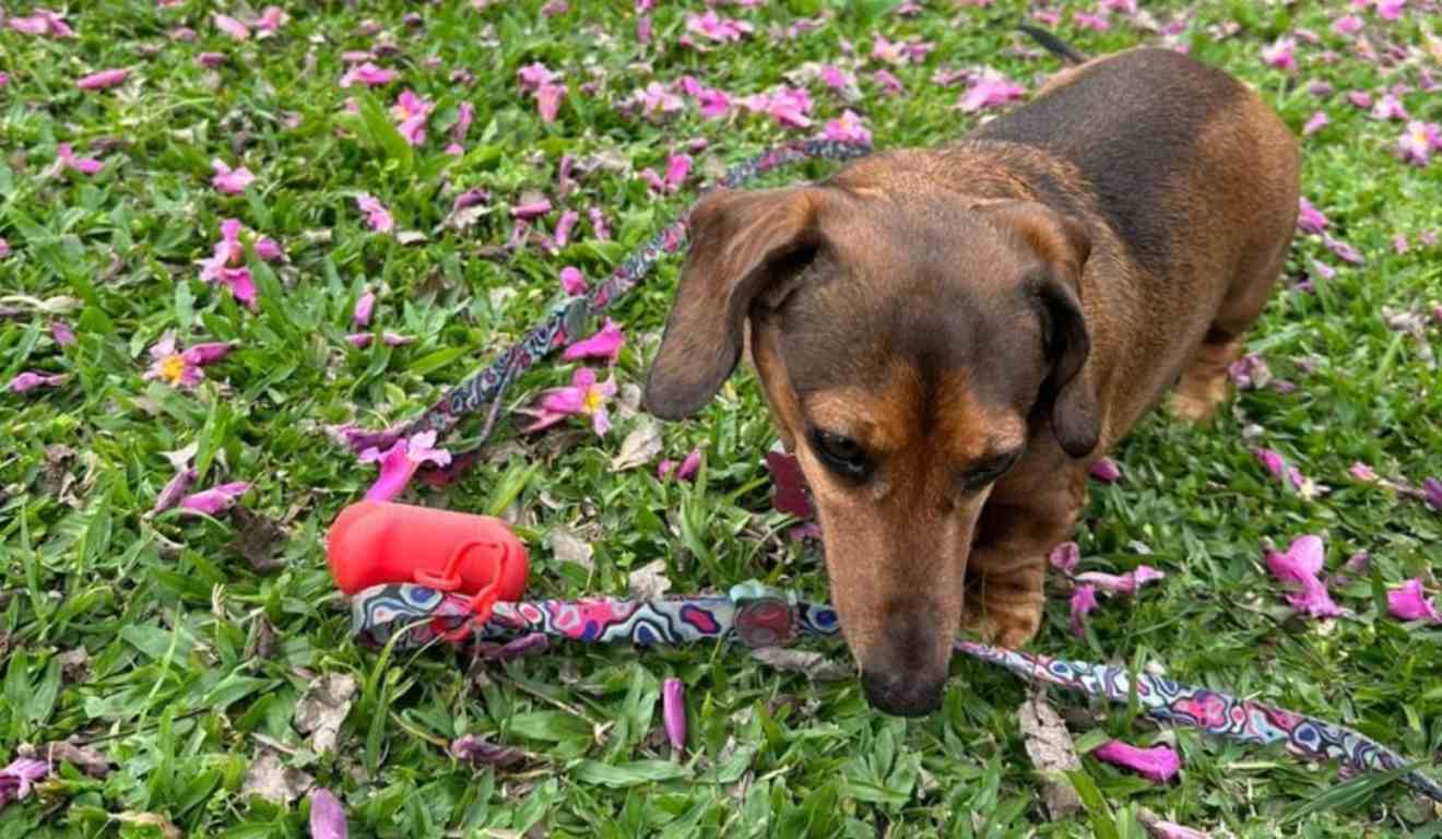 Ataque Fatal no Parque Barigui: Cães Soltos Matam Dachshund e Indignação Toma Conta