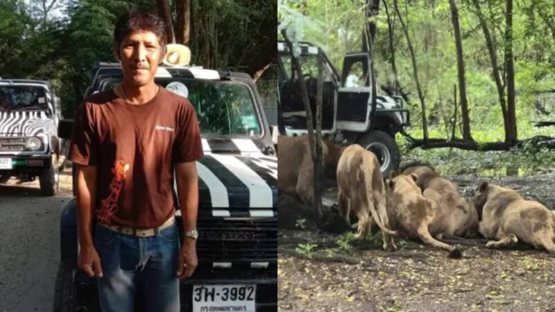 Horror no Safari: Leões Devoram Tratador de Zoológico na Tailândia Diante de Turistas