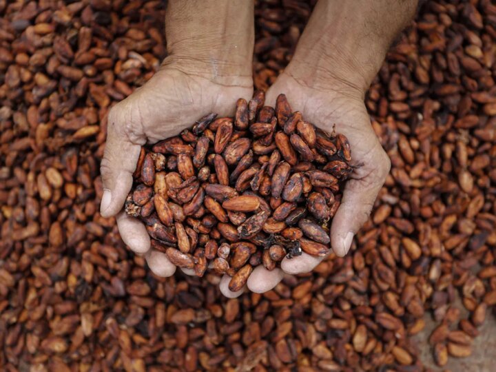 Demanda Aquecida: Processamento de Cacau na América do Norte Apresenta Crescimento Sólido no 3º Trimestre