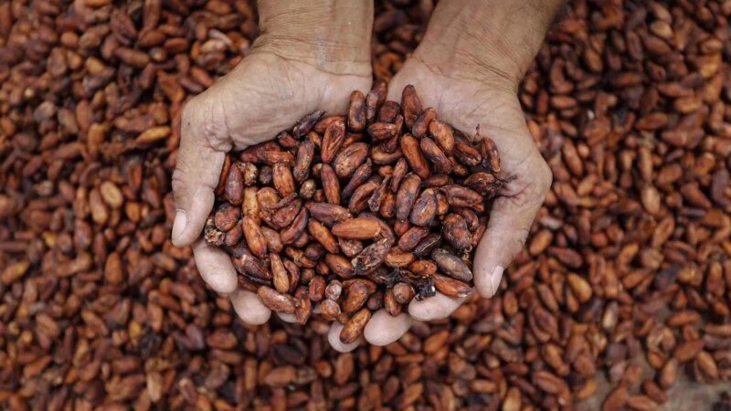 Demanda Aquecida: Processamento de Cacau na América do Norte Apresenta Crescimento Sólido no 3º Trimestre