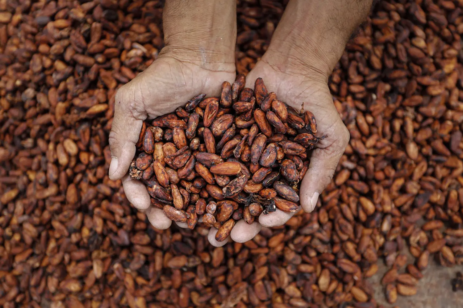 Demanda Aquecida: Processamento de Cacau na América do Norte Apresenta Crescimento Sólido no 3º Trimestre
