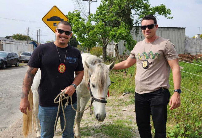 PCPR resgata cavalo vítima de maus-tratos em Pinhais