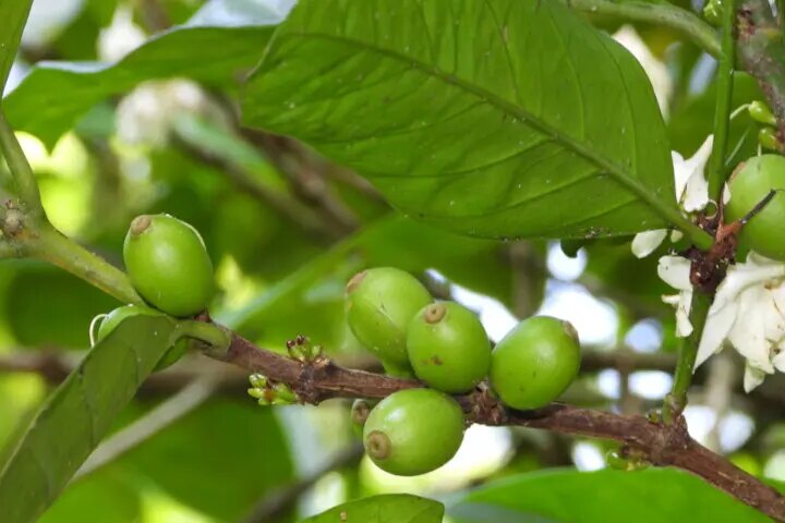Folhas de Café: Descoberta Revolucionária Impulsiona Soluções Sustentáveis em Diversas Áreas