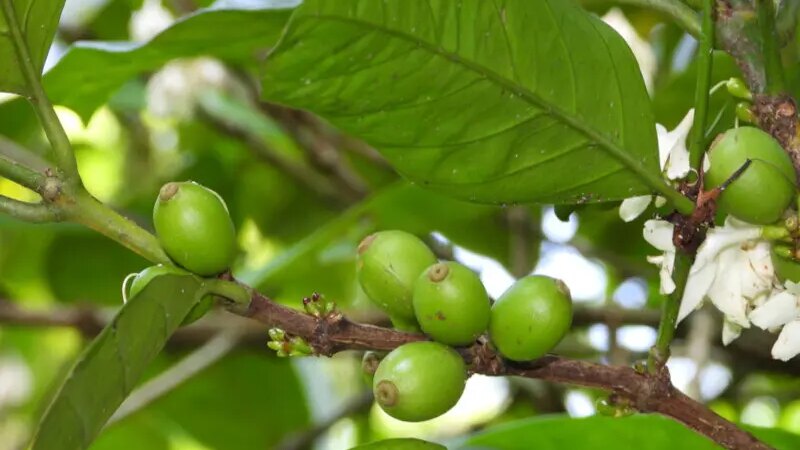 Folhas de Café: Descoberta Revolucionária Impulsiona Soluções Sustentáveis em Diversas Áreas