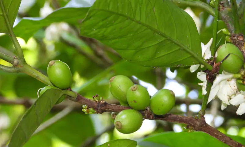 Folhas de Café: Descoberta Revolucionária Impulsiona Soluções Sustentáveis em Diversas Áreas