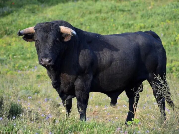 Gado Andaluz Preto: Da Força Motriz à Carne Gourmet, Uma Raça Rara em Busca de Preservação
