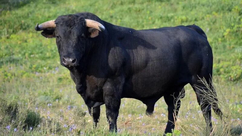 Gado Andaluz Preto: Da Força Motriz à Carne Gourmet, Uma Raça Rara em Busca de Preservação