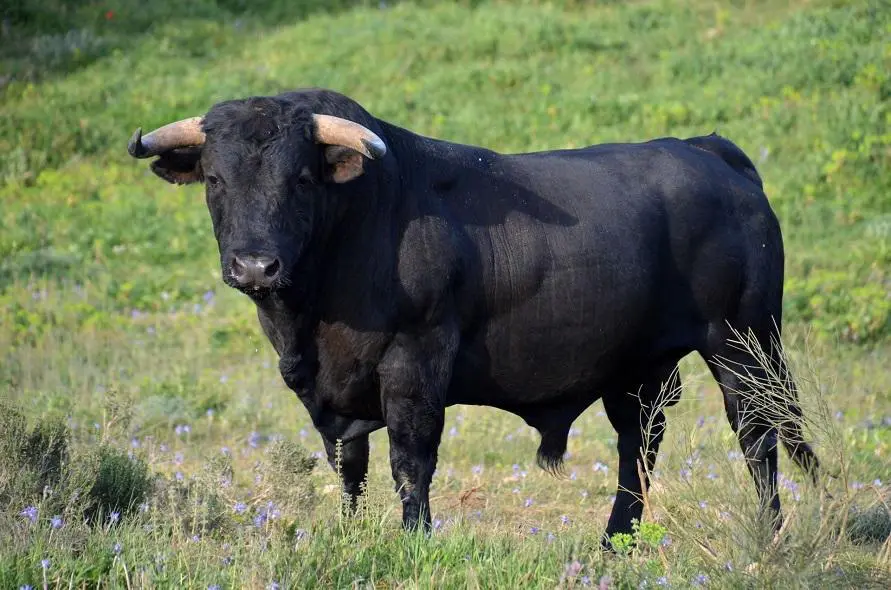 Gado Andaluz Preto: Da Força Motriz à Carne Gourmet, Uma Raça Rara em Busca de Preservação