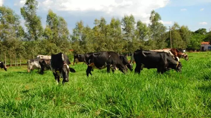 Solo Saudável, Rebanho Lucrativo: Manejo Inteligente Garante Água e Produtividade na Pecuária