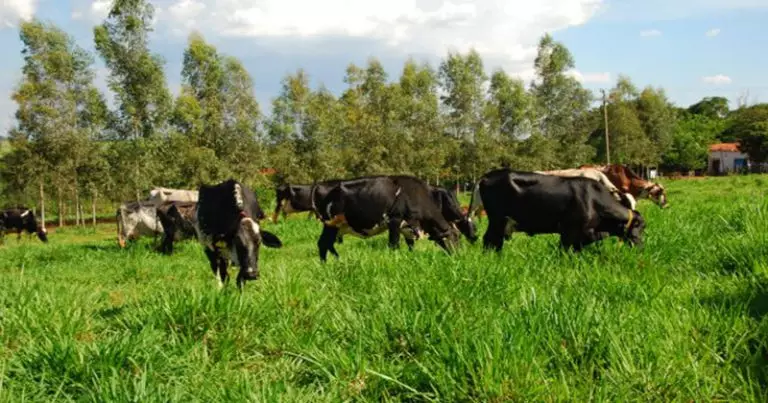 Solo Saudável, Rebanho Lucrativo: Manejo Inteligente Garante Água e Produtividade na Pecuária