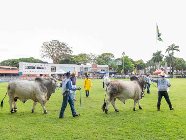 Expo Brahman: Julgamento Internacional e Expectativa de Grande Público na Próxima Semana