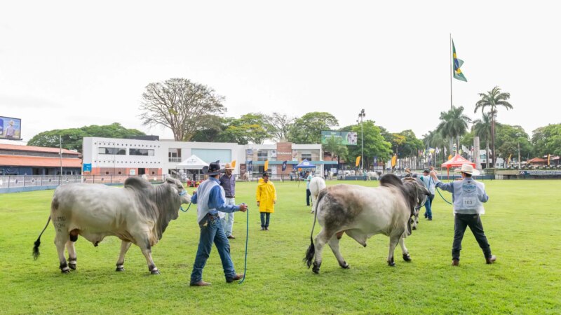Expo Brahman: Julgamento Internacional e Expectativa de Grande Público na Próxima Semana