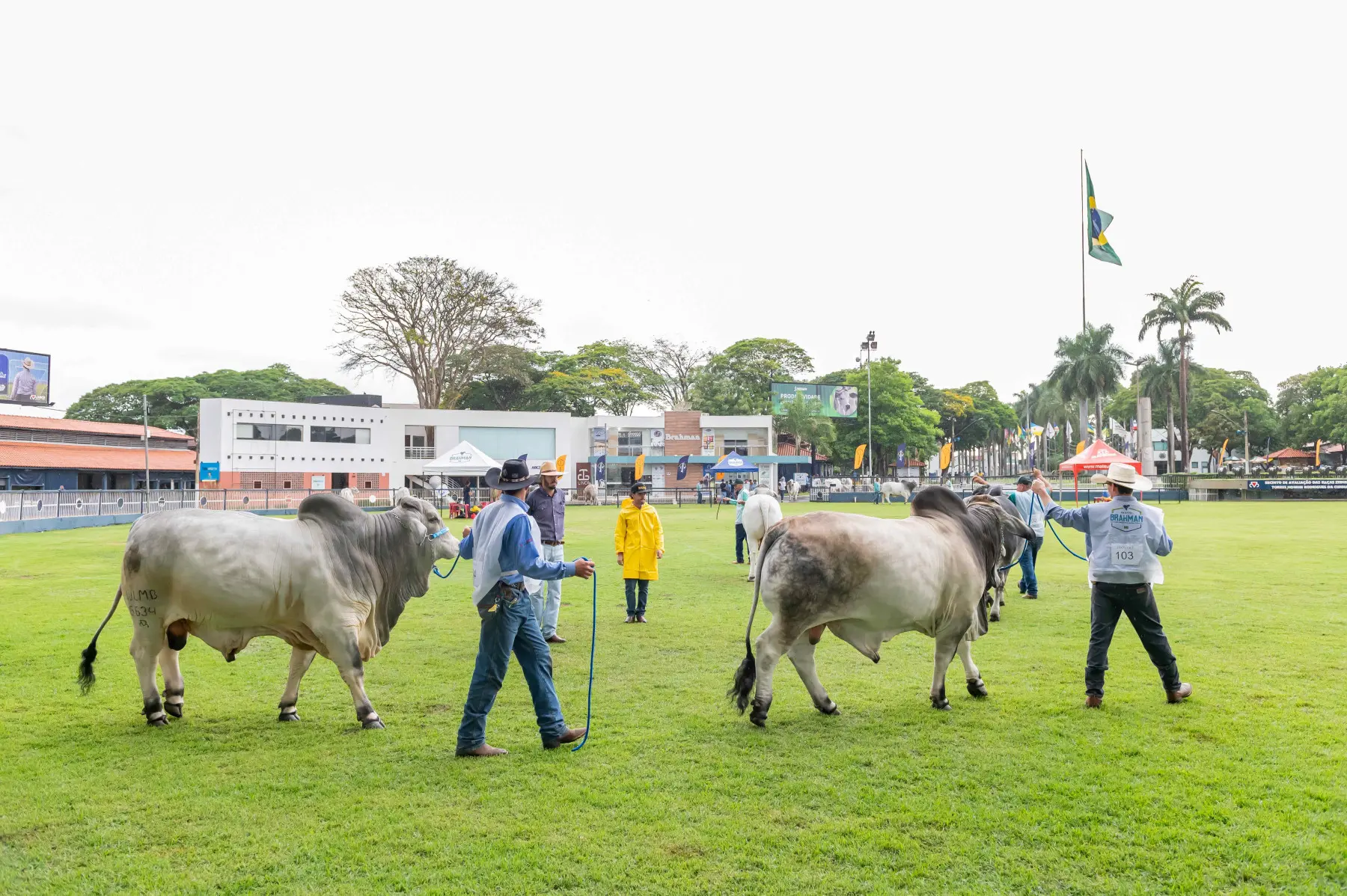 Expo Brahman: Julgamento Internacional e Expectativa de Grande Público na Próxima Semana