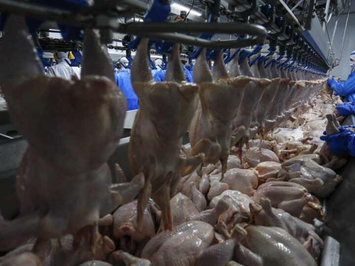 Paraná Celebra Retomada Milionária das Exportações de Frango para a Malásia