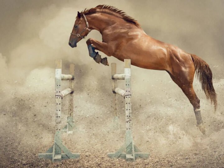 Salto Equino: Instinto Selvagem ou Arte Refinada pelo Treinamento?
