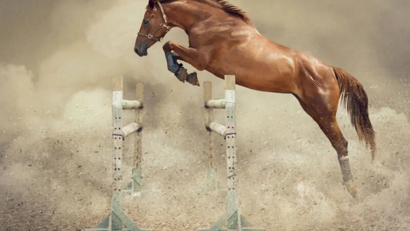 Salto Equino: Instinto Selvagem ou Arte Refinada pelo Treinamento?