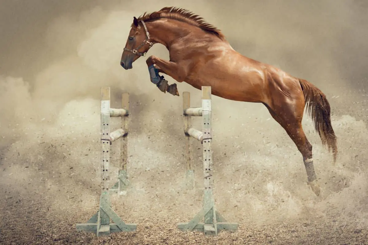 Salto Equino: Instinto Selvagem ou Arte Refinada pelo Treinamento?