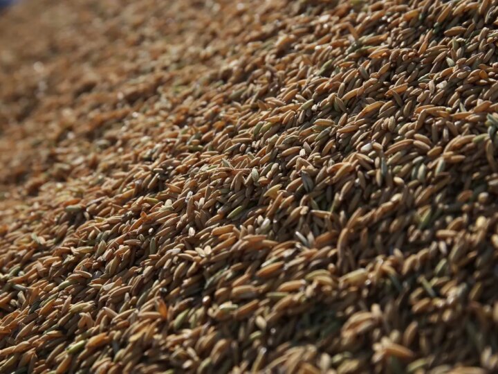 De Olho no Arroz: Produtores Alertam Consumidores e Reforçam Fiscalização