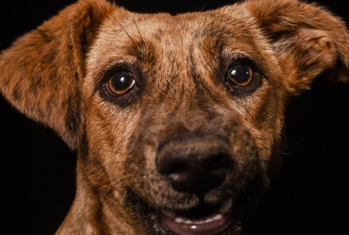 Arte e Conscientização Animal se Unem em Exposição na Assembleia Legislativa do Paraná