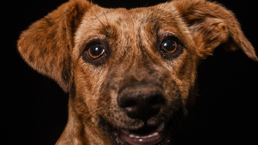 Arte e Conscientização Animal se Unem em Exposição na Assembleia Legislativa do Paraná