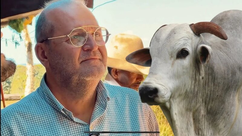 Segredos do Boi Gordo: Pecuarista Revela os Bastidores da Formação de Preços no Mercado da Carne
