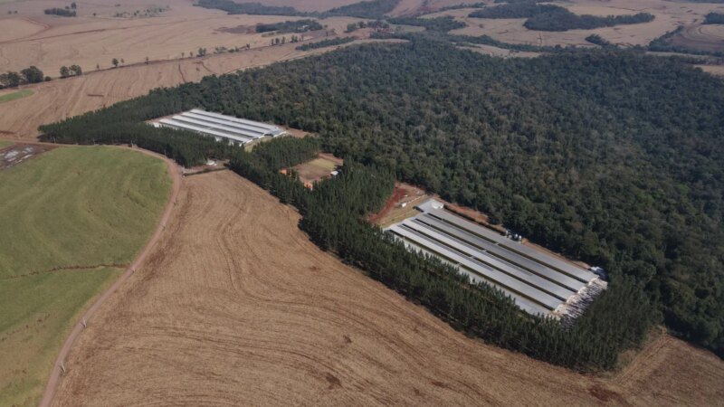 GTF Impulsiona Produção Avícola com Nova Unidade de Ovos no Paraná