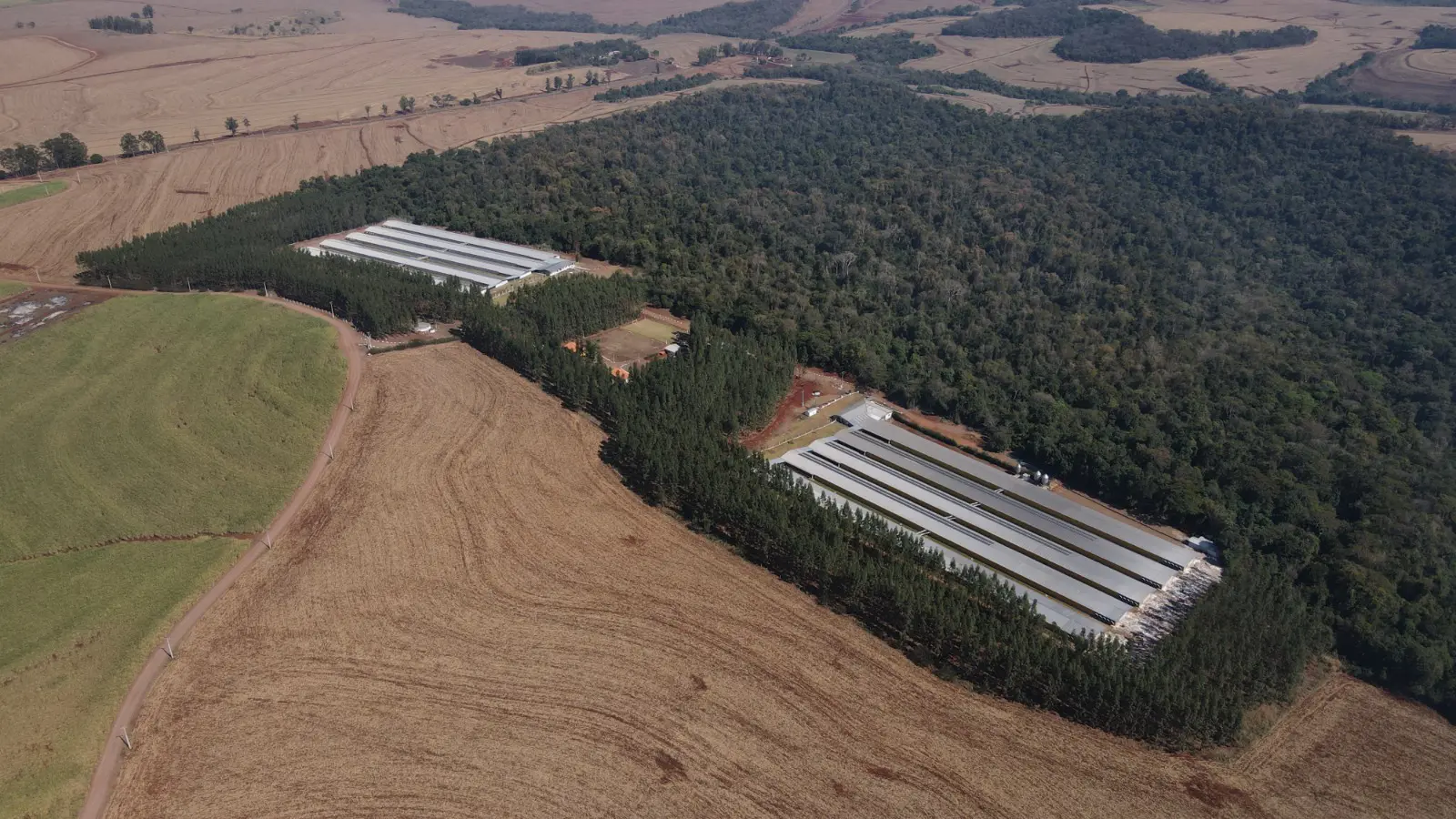 GTF Impulsiona Produção Avícola com Nova Unidade de Ovos no Paraná