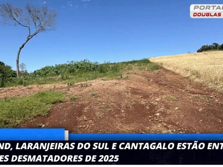Operação Mata Atlântica em Pé: Multas de R$ 2,9 milhões aplicadas em áreas desmatadas no Paraná