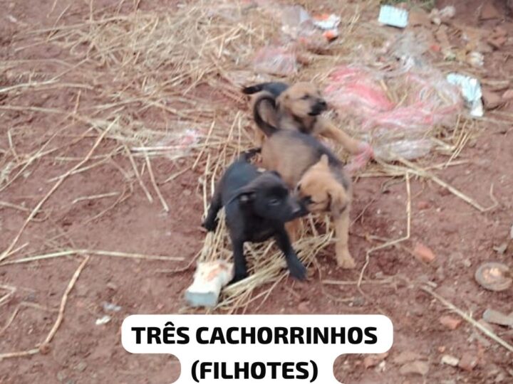 Eco Ponto Guabiroba em Palmital Sofre com Abandono de Animais e Descarte Irregular de Lixo