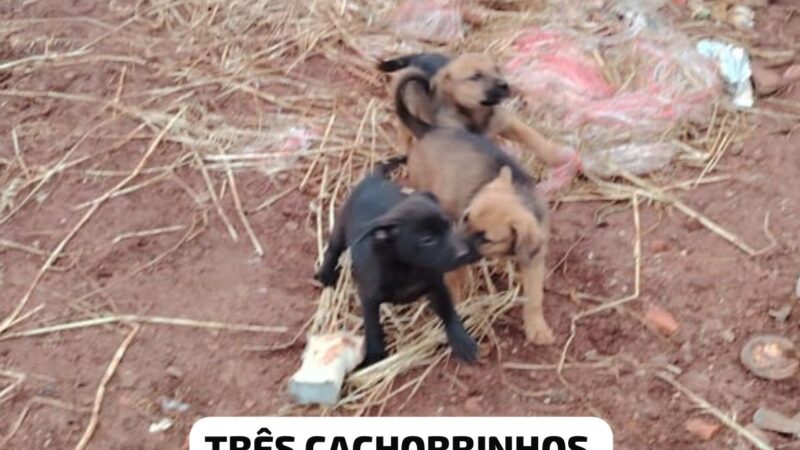 Eco Ponto Guabiroba em Palmital Sofre com Abandono de Animais e Descarte Irregular de Lixo
