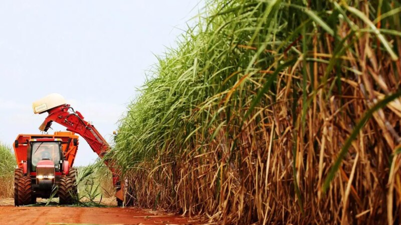 Alerta no Canavial: Produtividade da Cana-de-Açúcar Apresenta Queda de 6,5% na Safra Atual, Aponta CTC