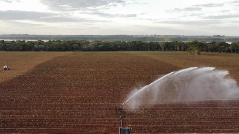 Cana-de-Açúcar Surge como Pilar Energético em Períodos de Seca, Aponta Estudo