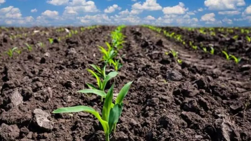 Argentina Acelera Plantio de Milho Safra 2025/26: Ritmo Supera Expectativas