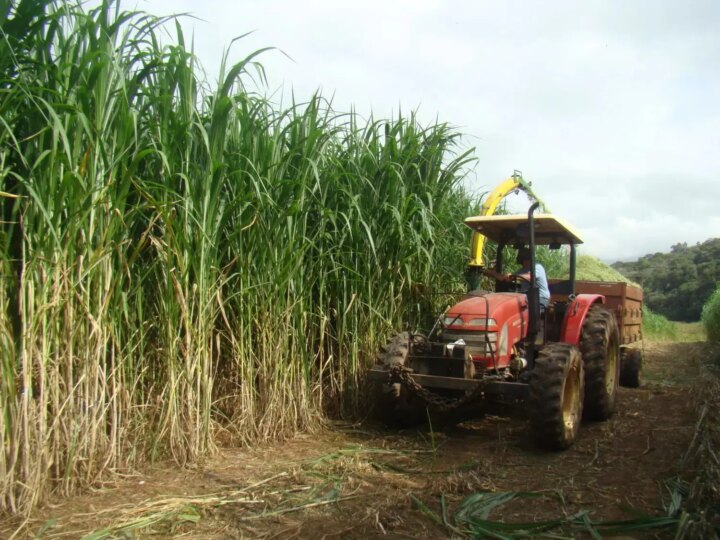 Capiaçu na Pecuária: Alto Rendimento Exige Estratégias Nutricionais Precisas para Máximo Ganho de Peso