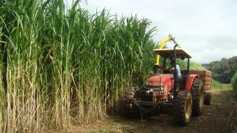 Capiaçu na Pecuária: Alto Rendimento Exige Estratégias Nutricionais Precisas para Máximo Ganho de Peso
