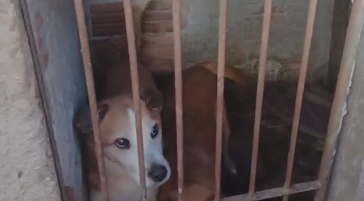 PCPR regata 7 cachorros em situação de maus-tratos e indicia tutora em Ponta Grossa