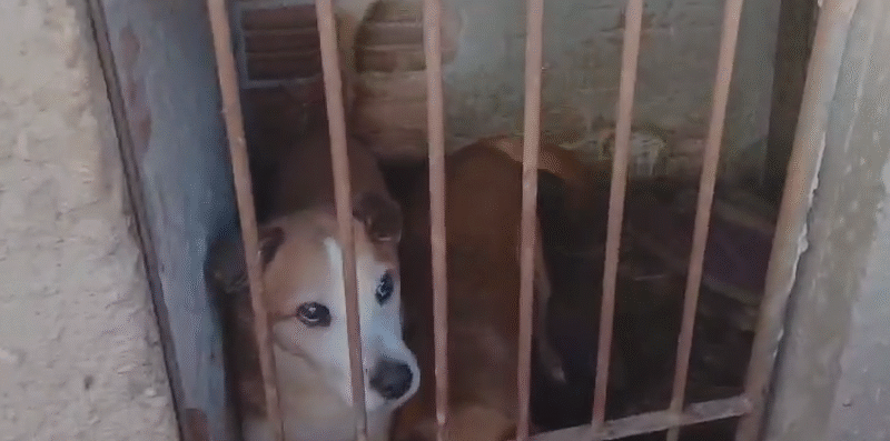 PCPR regata 7 cachorros em situação de maus-tratos e indicia tutora em Ponta Grossa