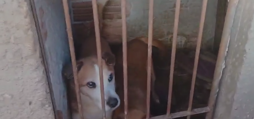 PCPR regata 7 cachorros em situação de maus-tratos e indicia tutora em Ponta Grossa