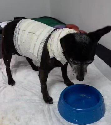 PCPR resgata cachorro idoso ferido e localiza tutora em Curitiba