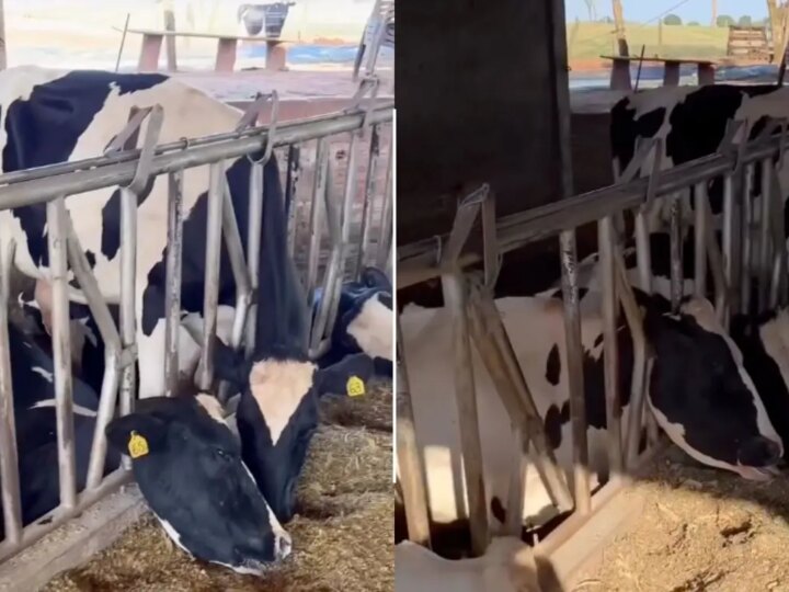 Raio X na Fazenda: Descarga Elétrica Fulmina Rebanho Leiteiro e Alerta para Riscos Ignorados
