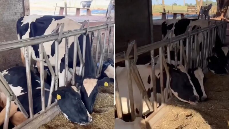 Raio X na Fazenda: Descarga Elétrica Fulmina Rebanho Leiteiro e Alerta para Riscos Ignorados